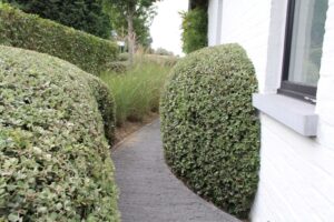 Hagen zorgen voor een organische structuur die de tuin karakter geeft. Plantenkweker Hugo Maes stelt voor om out-of-the-box te denken en geen klassieke keuze te maken.