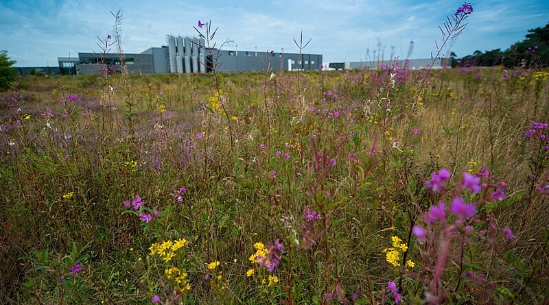 CG Concept: Meer biodiversiteit op bedrijventerreinen