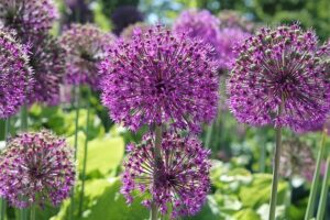 Voorjaarsbloeiers biobloembollen biodiversiteit