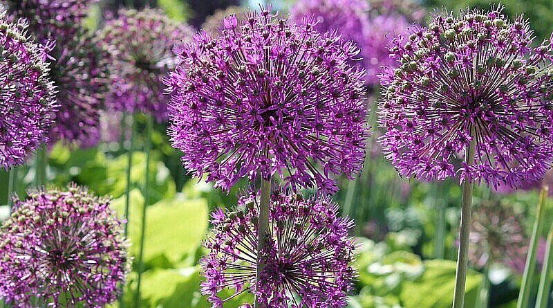 Voorjaarsbloeiers biobloembollen biodiversiteit