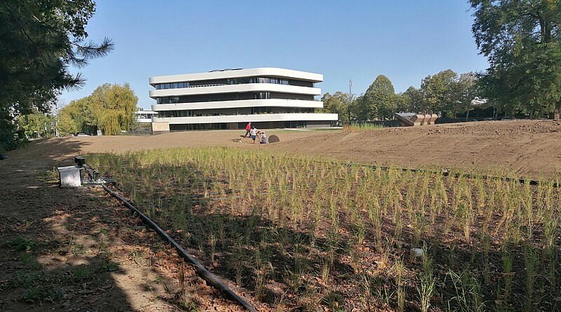 Rietland: Beluchte rietvelden zuiveren afvalwater van duizenden studenten.