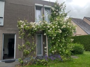 VZW Groene Gevels / "We willen zoveel mogelijk gevelgroen verspreiden"