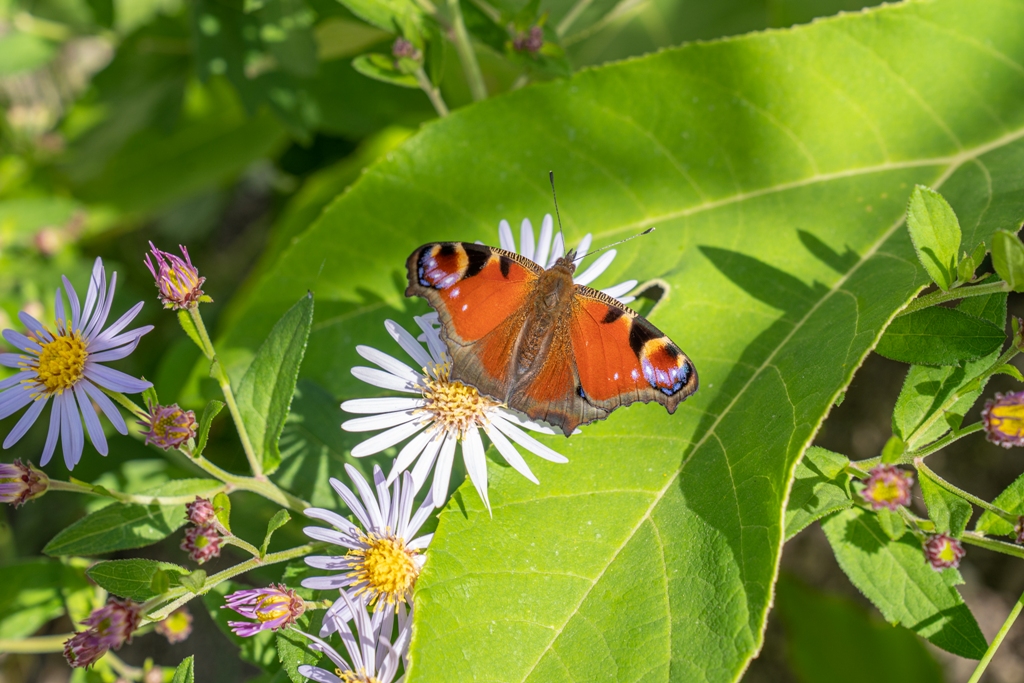 Boomkwekerij Ebben pakt uit met vernieuwde daktuin