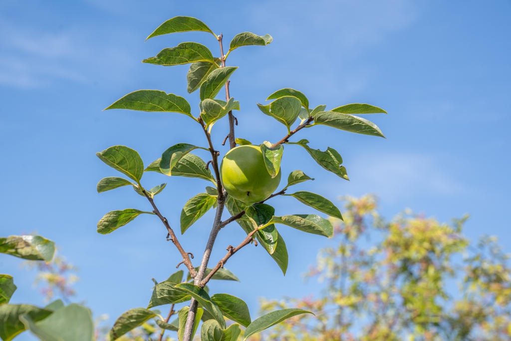 Boomkwekerij Ebben pakt uit met vernieuwde daktuin