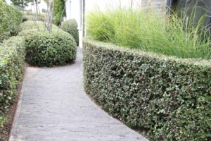 Sinds 1985 legt Hugo Maes bv zich toe op het kweken van een ruim aanbod aan vaste planten. Nu is de hoofdzaak het kweken van Quercus ilex.
