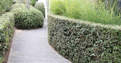 Sinds 1985 legt Hugo Maes bv zich toe op het kweken van een ruim aanbod aan vaste planten. Nu is de hoofdzaak het kweken van Quercus ilex.