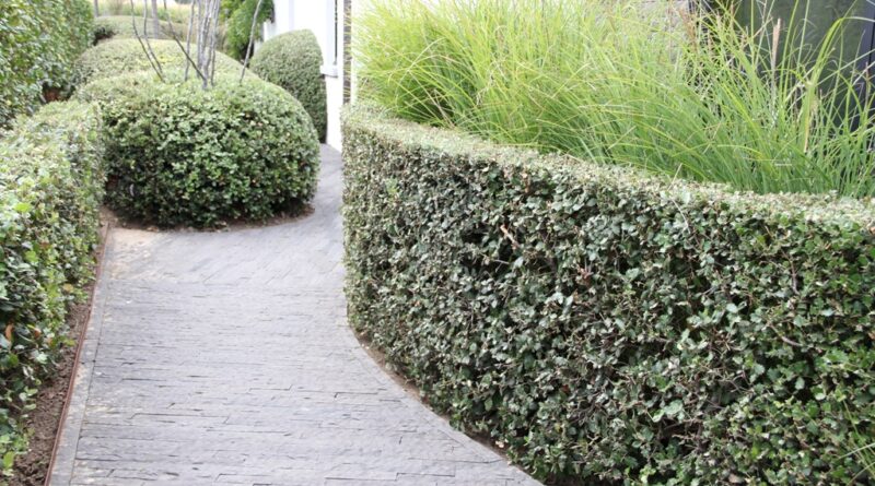 Sinds 1985 legt Hugo Maes bv zich toe op het kweken van een ruim aanbod aan vaste planten. Nu is de hoofdzaak het kweken van Quercus ilex.