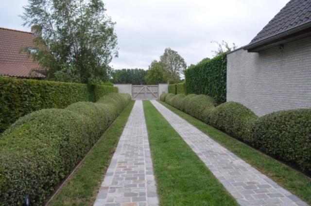 Sinds 1985 legt Hugo Maes bv zich toe op het kweken van een ruim aanbod aan vaste planten. Nu is de hoofdzaak het kweken van Quercus ilex.