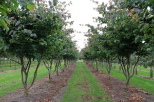professionalisering in de groensector_green supply bv_groothandel_cg concept XTRA_bijlage editie 2 2022
