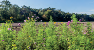 Biodiversiteit, een toekomst voor mens, milieu en uw tuinbedrijf.