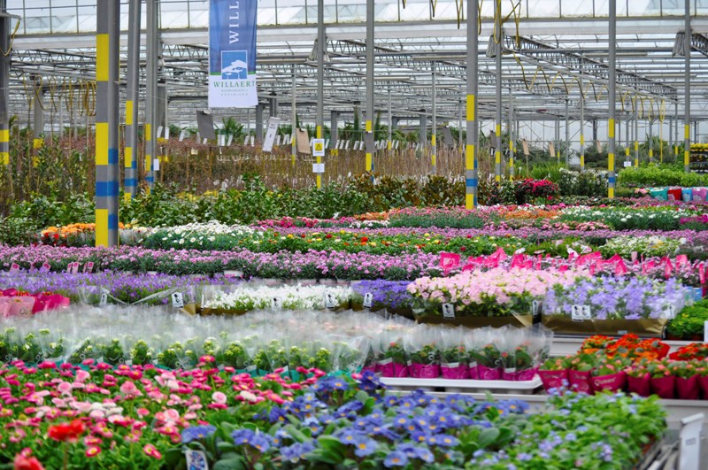 Boomkwekerij Willaert blinkt uit op het vlak van plantenkennis en advies op hoog niveau;