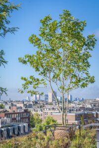 Een modulair groendak, gerealiseerd op bestaande dakbedekking, met een grote diversiteit aan vaste planten en bomen fungeert als een oase voor biodiversiteit.