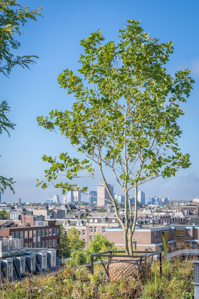 Een modulair groendak, gerealiseerd op bestaande dakbedekking, met een grote diversiteit aan vaste planten en bomen fungeert als een oase voor biodiversiteit.