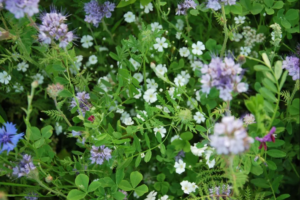 Waarom Veldbloemen zaaien? Advies van Advanta.