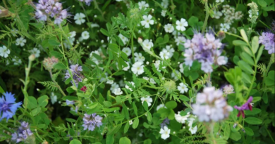 Waarom Veldbloemen zaaien? Advies van Advanta.