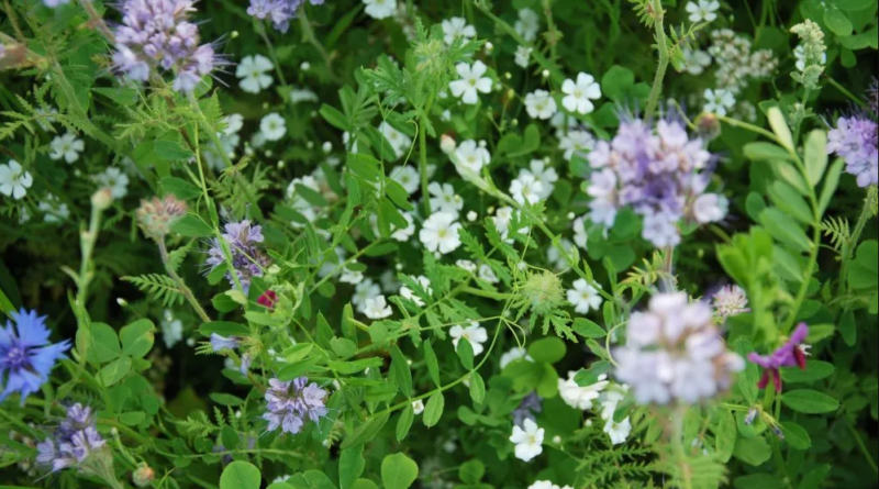 Waarom Veldbloemen zaaien? Advies van Advanta.