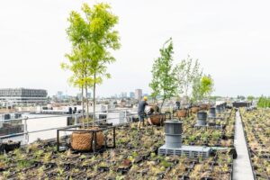 Rooftop Revolution zet in op multifunctionele, biodiverse groene daken.