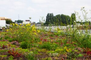 Rooftop Revolution zet in op multifunctionele, biodiverse groene daken.