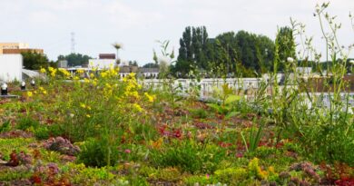 Rooftop Revolution zet in op multifunctionele, biodiverse groene daken.