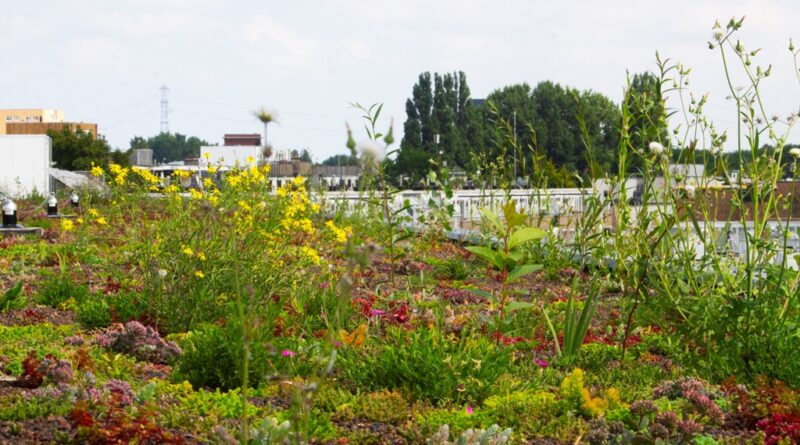 Rooftop Revolution zet in op multifunctionele, biodiverse groene daken.