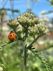Rooftop Revolution zet in op multifunctionele, biodiverse groene daken.