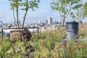 Rooftop Revolution zet in op multifunctionele, biodiverse groene daken.