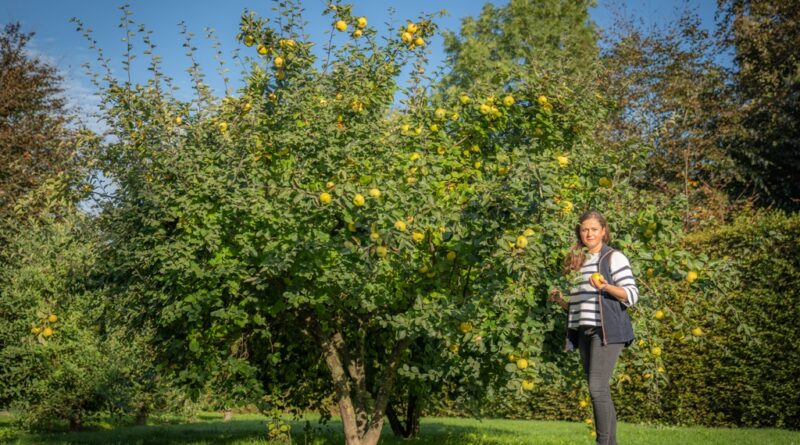 Boomkwekerij Ebben: de opmars van de vruchtbomen