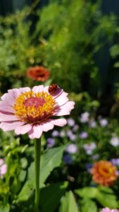 Maak van die tegeltuin een jungle: tips om je tuin te ontharden van auteur Katja Staring