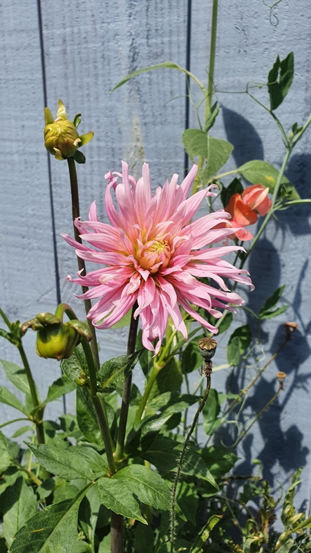 Maak van die tegeltuin een jungle: tips om je tuin te ontharden van auteur Katja Staring