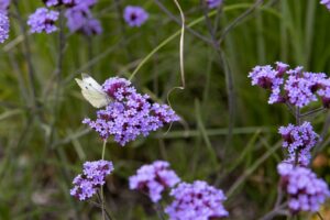 Durf beplanting voorop te stellen en niet ondergeschikt te laten zijn. Zo kunnen we gezamenlijk zorgen voor duurzaam ontwikkelde beplanting om ons heen. Op deze manier zijn we samen beter voor buiten!