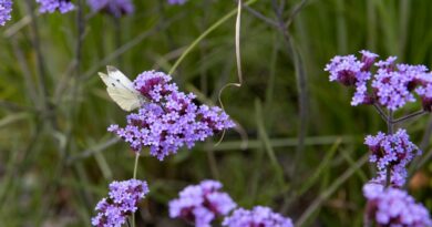 Durf beplanting voorop te stellen en niet ondergeschikt te laten zijn. Zo kunnen we gezamenlijk zorgen voor duurzaam ontwikkelde beplanting om ons heen. Op deze manier zijn we samen beter voor buiten!