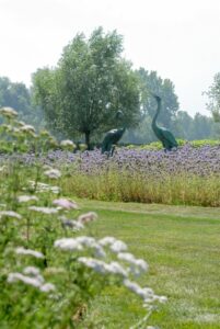 Steeds meer Belgen ruilen strak grastapijt voor bloemenweide