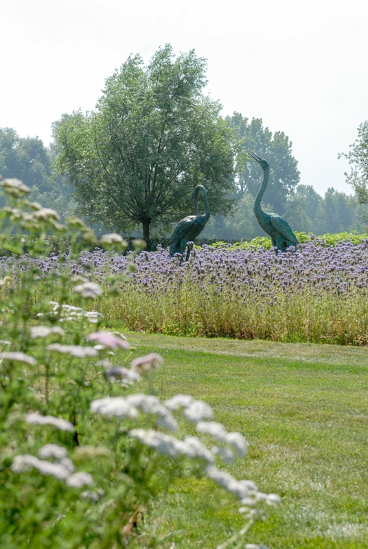 Steeds meer Belgen ruilen strak grastapijt voor bloemenweide