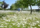 Steeds meer Belgen ruilen strak grastapijt voor bloemenweide