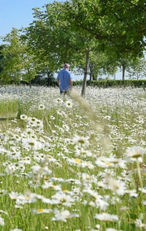 Steeds meer Belgen ruilen strak grastapijt voor bloemenweide