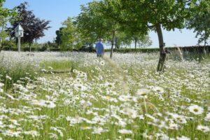 Steeds meer Belgen ruilen strak grastapijt voor bloemenweide