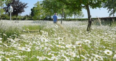 Steeds meer Belgen ruilen strak grastapijt voor bloemenweide