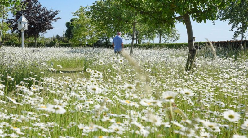 Steeds meer Belgen ruilen strak grastapijt voor bloemenweide