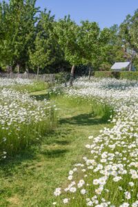 Steeds meer Belgen ruilen strak grastapijt voor bloemenweide