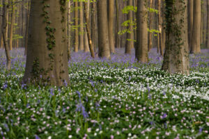 Bosanemonen en wilde hyacinten in het Hallerbos