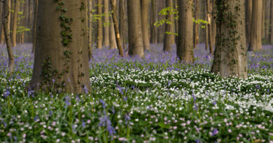 Bosanemonen en wilde hyacinten in het Hallerbos