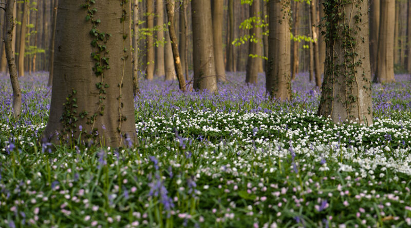 Bosanemonen en wilde hyacinten in het Hallerbos