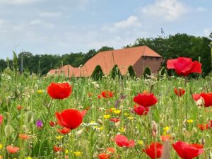 klaprozen boerderij, foto Wout Oprins