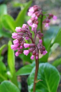 Maak openbare ruimte jaarrond groen en aantrekkelijk met vaste planten: Bergenia Wintermarchen