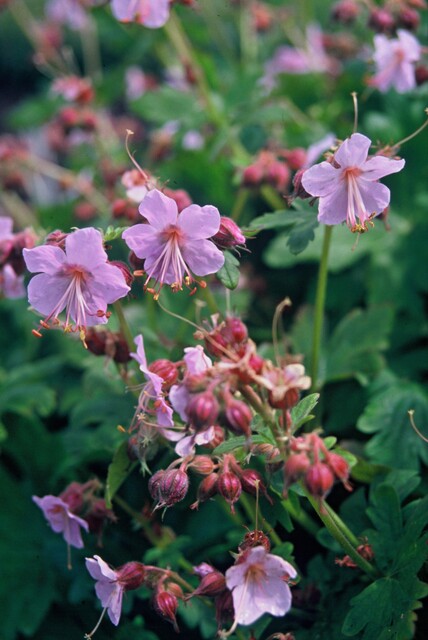 Maak openbare ruimte jaarrond groen en aantrekkelijk met vaste planten: Geranium macrorrhizum 'Ingwersen'