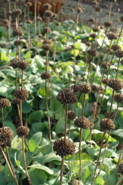 Maak openbare ruimte jaarrond groen en aantrekkelijk met vaste planten: Phlomis