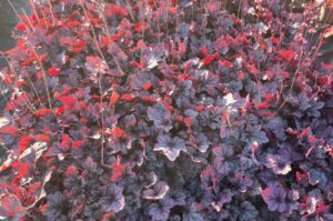 Maak openbare ruimte jaarrond groen en aantrekkelijk met vaste planten: Heuchera 'Pools of Purple'