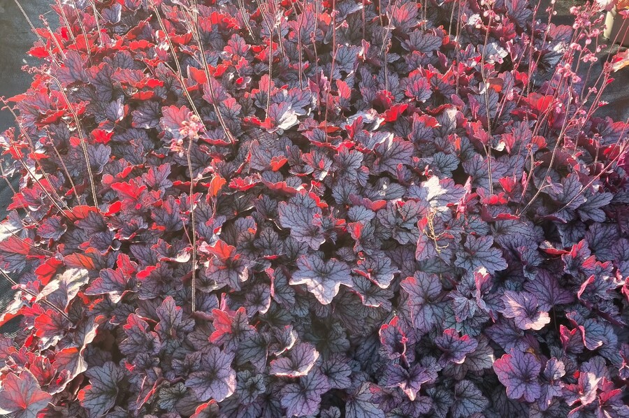 Maak openbare ruimte jaarrond groen en aantrekkelijk met vaste planten: Heuchera 'Pools of Purple'