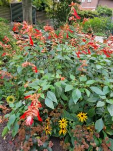 Maak openbare ruimte jaarrond groen en aantrekkelijk met vaste planten: Salvia 'Love and Wishes'