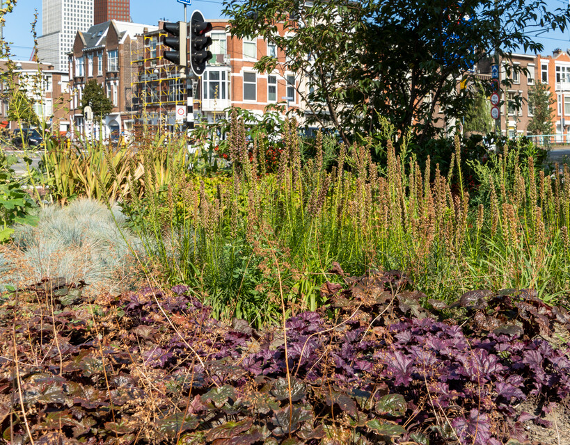 Maak openbare ruimte jaarrond groen en aantrekkelijk met vaste planten: Heuchera, Festuca